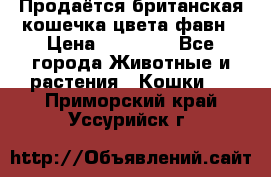 Продаётся британская кошечка цвета фавн › Цена ­ 10 000 - Все города Животные и растения » Кошки   . Приморский край,Уссурийск г.